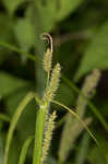 Eastern rough sedge